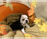 Small Photo #3 French Bulldog Puppy For Sale in CUDAHY, WI, USA