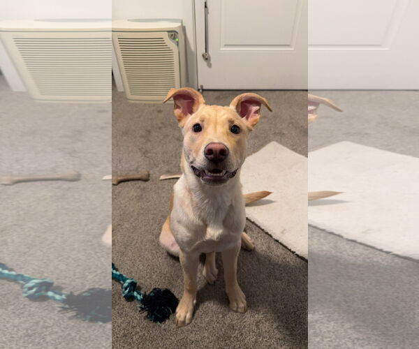 Medium Photo #1 American Pit Bull Terrier-Labrador Retriever Mix Puppy For Sale in Woodland, CA, USA