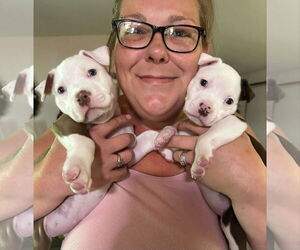 American Pit Bull Terrier-Unknown Mix Dogs for adoption in Berlin, MD, USA