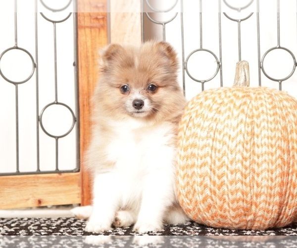 Medium Photo #4 Pomeranian Puppy For Sale in NAPLES, FL, USA