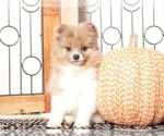 Small #3 Pomeranian