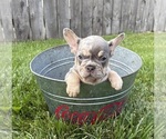 Small #2 French Bulldog