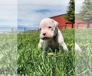 Boxer Puppy for sale in AFTON, WY, USA