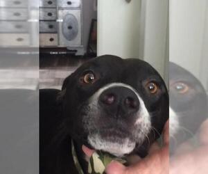 Doberman Pinscher Dogs for adoption in Camarillo, CA, USA