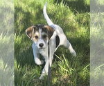 Small #1 Great Pyrenees Mix