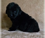 Small Photo #25 Newfoundland Puppy For Sale in CAMBRIDGE, NE, USA