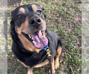 Mulan - Female Mutt Dog for Adoption - Photo #2