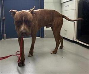 American Pit Bull Terrier-Unknown Mix Dogs for adoption in Corpus Christi, TX, USA