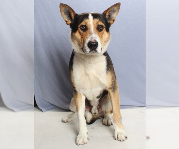 Medium Photo #1 Collie-German Shepherd Dog Mix Puppy For Sale in Burbank, CA, USA