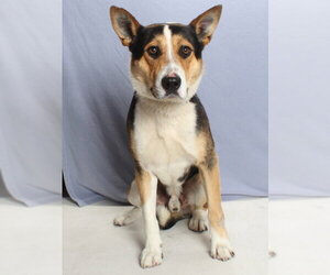Collie-German Shepherd Dog Mix Dogs for adoption in Burbank, CA, USA