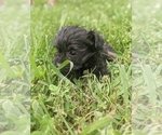 Small Photo #4 Poodle (Toy)-Yorkshire Terrier Mix Puppy For Sale in SPENCER, TN, USA
