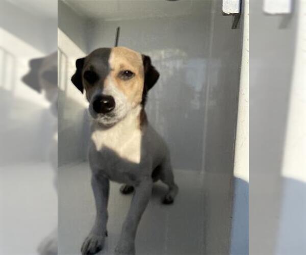Medium Photo #1 Chiweenie Puppy For Sale in Houston, TX, USA