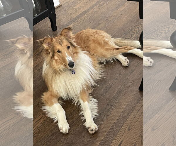 Medium Photo #11 Collie Puppy For Sale in Chantilly, VA, USA