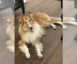 Small #10 Collie