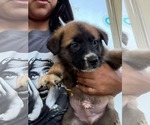 Small #13 Labrador Retriever Mix
