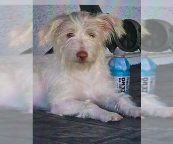 Medium Photo #1 Skye Terrier-Unknown Mix Puppy For Sale in Rancho Cucamonga, CA, USA