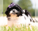 Small #3 Shih Tzu