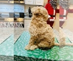 Small Photo #3 Goldendoodle Puppy For Sale in LEESBURG, GA, USA