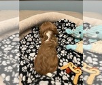 Small Photo #11 Cavalier King Charles Spaniel Puppy For Sale in LOCKPORT, IL, USA