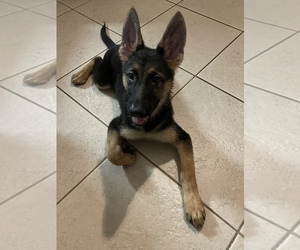 German Shepherd Dog Puppy for Sale in CAPE CORAL, Florida USA