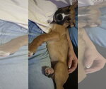 Small #2 Black Mouth Cur Mix