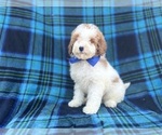 Small #1 Poodle (Miniature)