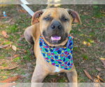 Small #3 Black Mouth Cur Mix