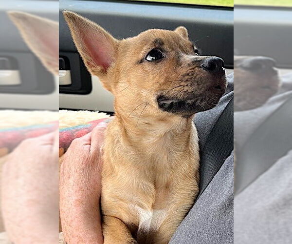 Medium Photo #3 Dutch Shepherd -Unknown Mix Puppy For Sale in Mount Airy, NC, USA