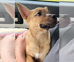 Small #2 Dutch Shepherd  Mix