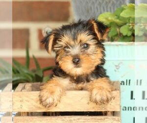 Yorkshire Terrier Puppy for sale in ROBESONIA, PA, USA
