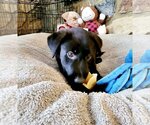 Small Photo #8 Labrador Retriever Puppy For Sale in Mooresville, NC, USA