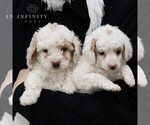 Small Photo #3 Poodle (Miniature) Puppy For Sale in LEOLA, PA, USA
