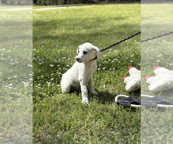 Medium Photo #3 Great Pyrenees-Unknown Mix Puppy For Sale in Yardley, PA, USA