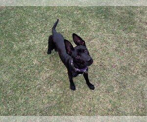 Mutt Dogs for adoption in Chandler, AZ, USA