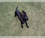 Small Mutt