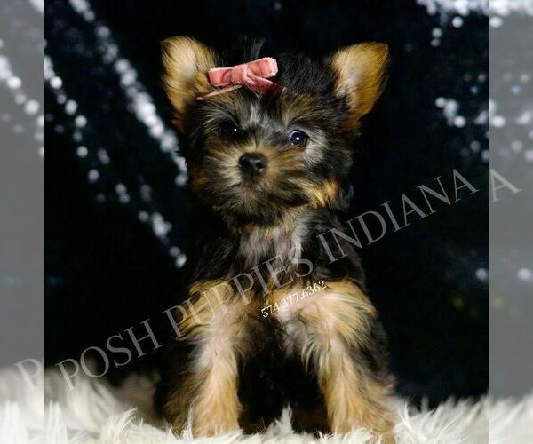 Medium Photo #5 Yorkshire Terrier Puppy For Sale in WARSAW, IN, USA