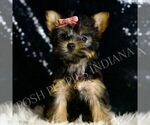 Small #4 Yorkshire Terrier