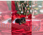 Small Photo #7 Yorkshire Terrier Puppy For Sale in FENTON, MI, USA
