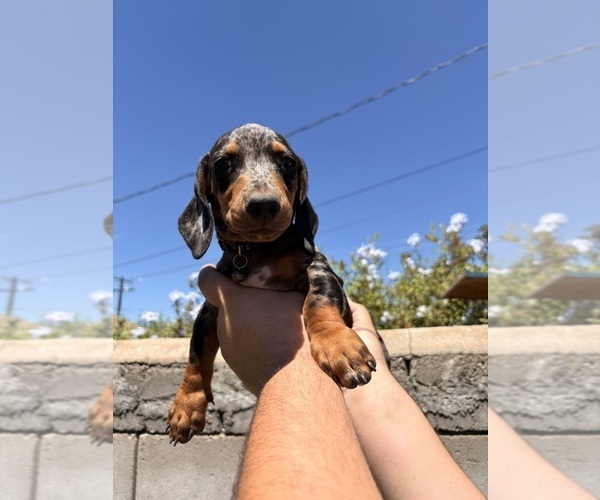 Medium Photo #3 Dachshund Puppy For Sale in SAN BERNARDINO, CA, USA