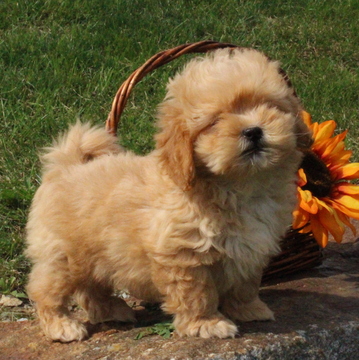 Medium Photo #1 Shih-Poo Puppy For Sale in GAP, PA, USA