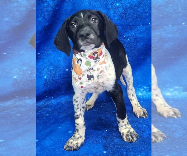 Medium Photo #1 Labrador Retriever-Unknown Mix Puppy For Sale in Wetumpka, AL, USA