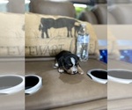 Small #3 Morkie