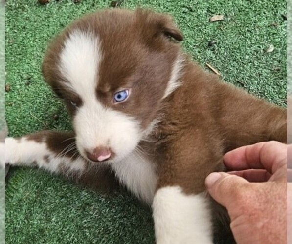 Medium Photo #4 Australian Shepherd Puppy For Sale in NELSON, VA, USA
