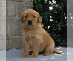 Small Photo #4 Golden Retriever Puppy For Sale in NARVON, PA, USA