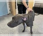 Small Staffordshire Bull Terrier
