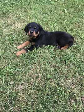 Medium Photo #1 Rottweiler Puppy For Sale in PARAGOULD, AR, USA