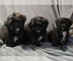 Shih Tzu Puppy for sale in MERRITT ISLAND, FL, USA