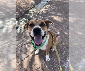 American Staffordshire Terrier-Labrador Retriever Mix Dogs for adoption in phoenix, AZ, USA