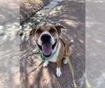 Small American Staffordshire Terrier-Labrador Retriever Mix