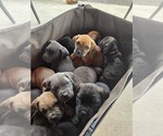 Small #1 Cane Corso
